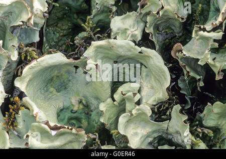 Arctic Kidney Lichen Stock Photo