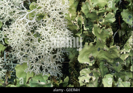 Star Reindeer Lichen and Arctic Kidney Lichen Stock Photo