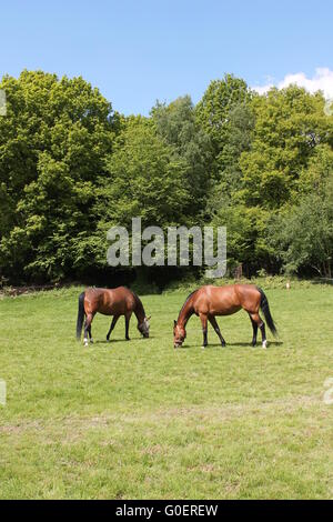 farm horses graze in a green pasture Stock Photo