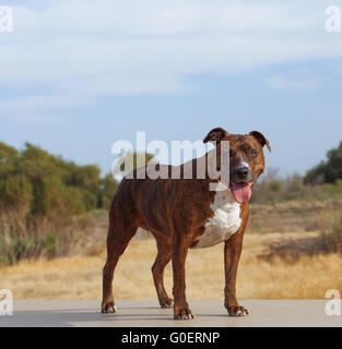 American Pit Bull Terrier Stock Photo
