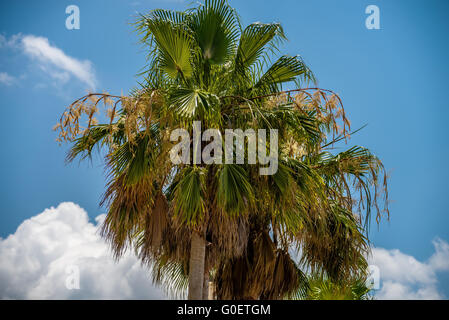 Palmetto tree set against a Carolina blue sky. Stock Photo