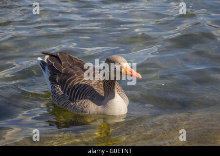 Scientific name: Anser anser  Greylag geese on the serpentine lake at Hyde park London England. Stock Photo