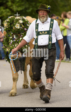 returning of  herd of cows from mountain pasture Stock Photo