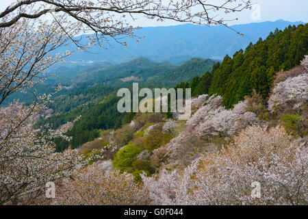 Beautiful white cherry trees flowering on Mount Yoshino in Nara, Japan