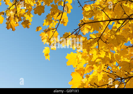 Sun shines through autumn leaves discolored Stock Photo