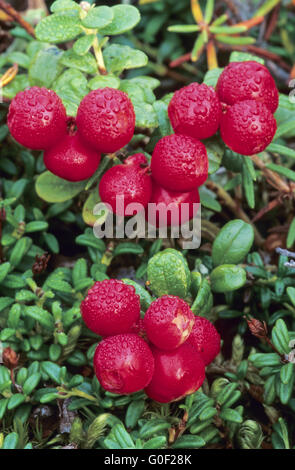 Cowberry the ripening fruits taste sour Stock Photo