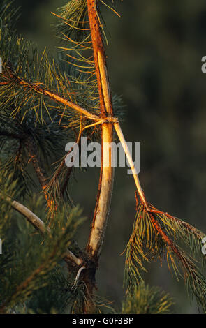 Scots Pine damaged by Red Deer bull during rub of the velvet Stock Photo