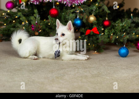 Happy puppy dog laying in front of Christmas tree during the holiday season Stock Photo