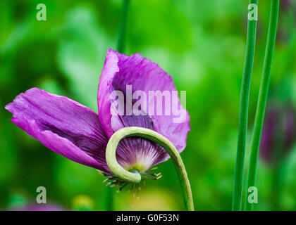 Poppy Poppy in purple field
