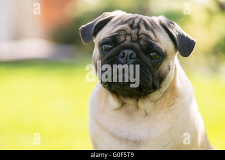 Cute Male Pug on green background in the summer park Stock Photo