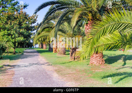 Alley in the Park with beautiful southern flowerin Stock Photo