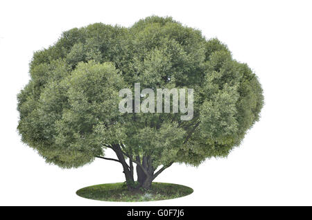Big green tree isolated on white Stock Photo