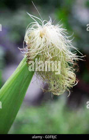 Corn beard Stock Photo