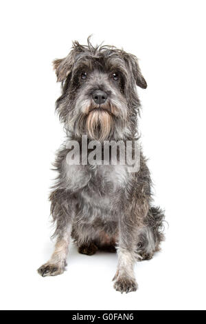 mixed breed dog Stock Photo