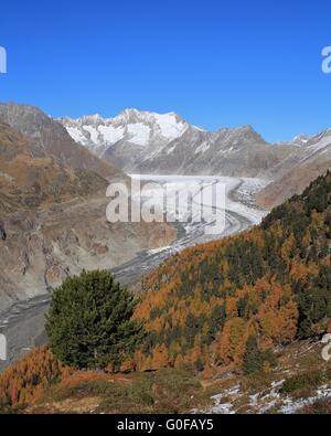 Colorful autumn forest and Aletsch Glacier Stock Photo