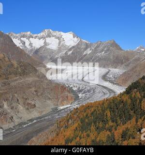 Curved Aletsch Glacier and golden larch forest Stock Photo