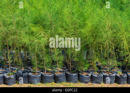 thuja young plants for sale Stock Photo