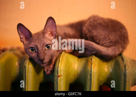 Cornish Rex Stock Photo