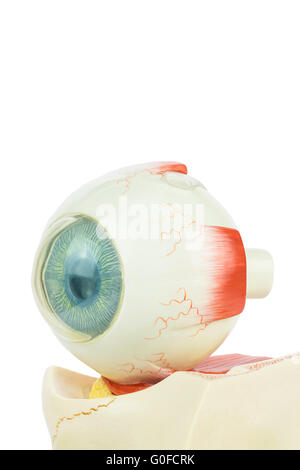 Model human eye isolated on white background Stock Photo
