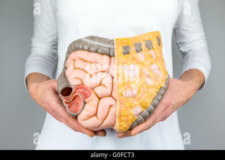 Woman holding model of human intestines in front of body Stock Photo