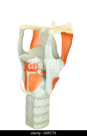 Model of human larynx or voive box with vocal cords Stock Photo