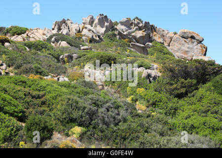 Washed granite boulders and typical coastal vegetation in Capo Testa on Sardinia Stock Photo