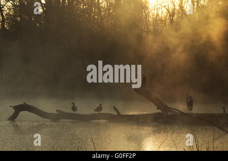 gray heron and northern mallard duck Stock Photo