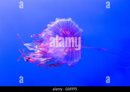 A northern sea nettle, chrysaora melanaster, floating in the water. This jellyfish is native to the northern Pacific Ocean and a