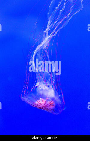 A northern sea nettle, chrysaora melanaster, swimming down. This jellyfish is also known as brown jellyfish
