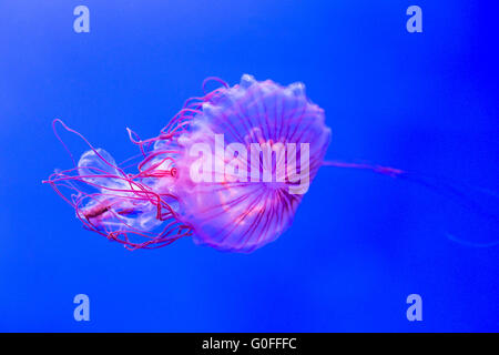 A chrysaora melanaster, or northern sea nettle, swimming in an aquarium. This jellyfish is also known as Japanese sea nettle