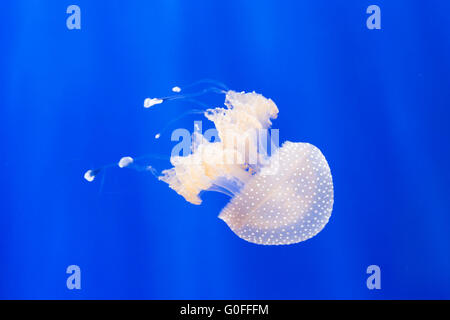 An australian spotted jellyfish, phyllorhiza punctata, swimming in a tank. This jellyfish is also known as the floating bell. Stock Photo