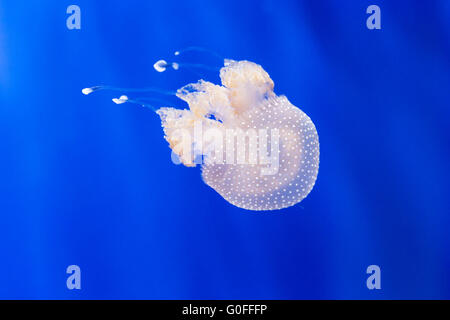 An australian spotted jellyfish, phyllorhiza punctata, swimming in an aquarium. This jellyfish is also known as the white-spotte Stock Photo