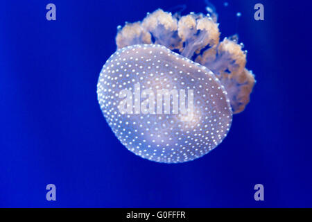 Closeup of an australian spotted jellyfish, phyllorhiza punctata. This jellyfish is native to the West Pacific from Australia to Stock Photo