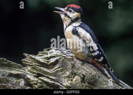 Great Spotted Woodpecker the nest hole is not used again