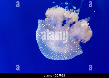 Australian spotted jellyfish, phyllorhiza punctata, on a blue background. This jellyfish as been introduced widely elsewhere Stock Photo