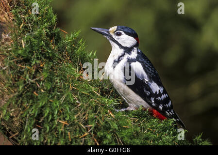 Great Spotted Woodpecker the nesting trees have soft wood and tough sapwood Stock Photo