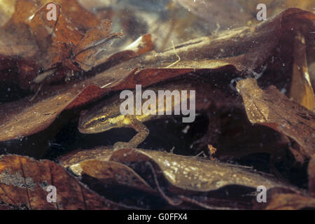 Smooth Newt emerge from hibernation on land from late February to April Stock Photo