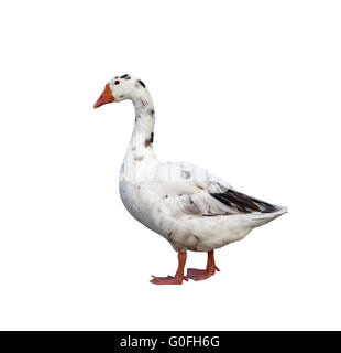 White domestic goose isolated over white background Stock Photo