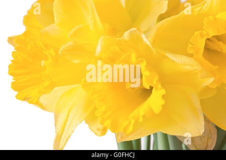 Makro close up of isolated yellow wet flower blossom with water drops ...