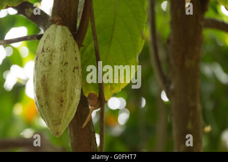 cocoa fruit on tree Stock Photo
