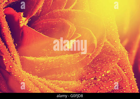 Red wet rose close-up. Greeting card or background for Valentines day, wedding. Stock Photo