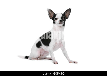 Black and White Chihuahua dog Stock Photo