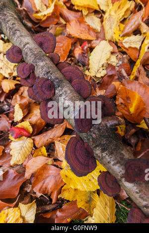 Bracket fungi on a branch and fall leaves Stock Photo