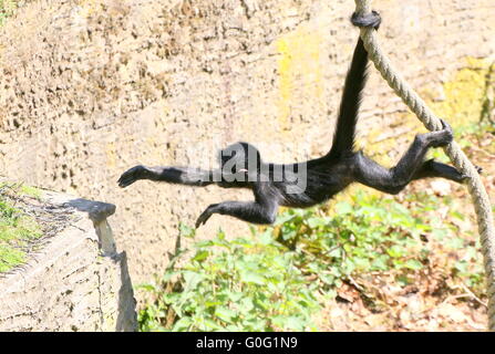 Young Colombian Black headed Spider Monkey (Ateles fusciceps) hanging by his prehensile tail, swinging on a rope Stock Photo