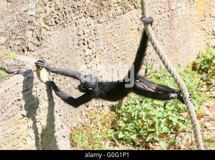 Young Colombian Black headed Spider Monkey (Ateles fusciceps) hanging by his prehensile tail, swinging on a rope Stock Photo