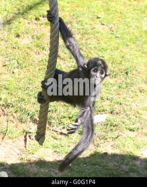 Young Colombian Black headed Spider Monkey (Ateles fusciceps) hanging by his prehensile tail, swinging on a rope, facing camera Stock Photo