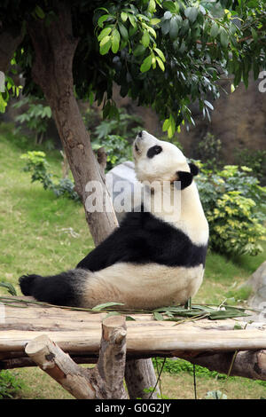 Big panda Stock Photo