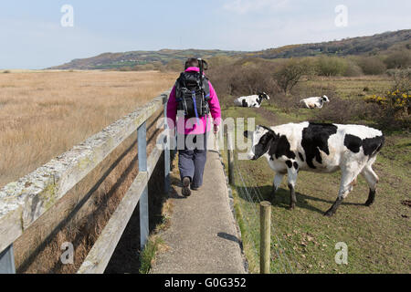 Picturesque view of a walker walking on the sea wall section of the Anglesey Coastal Path, at Red Wharf Bay. Stock Photo