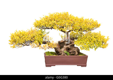 bonsai tree of chinese elm in autumn Stock Photo