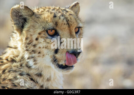 cheetah at etosha namibia Stock Photo